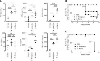 Species-Specific Immunological Reactivities Depend on the Cell-Wall Organization of the Two Aspergillus, Aspergillus fumigatus and A. flavus